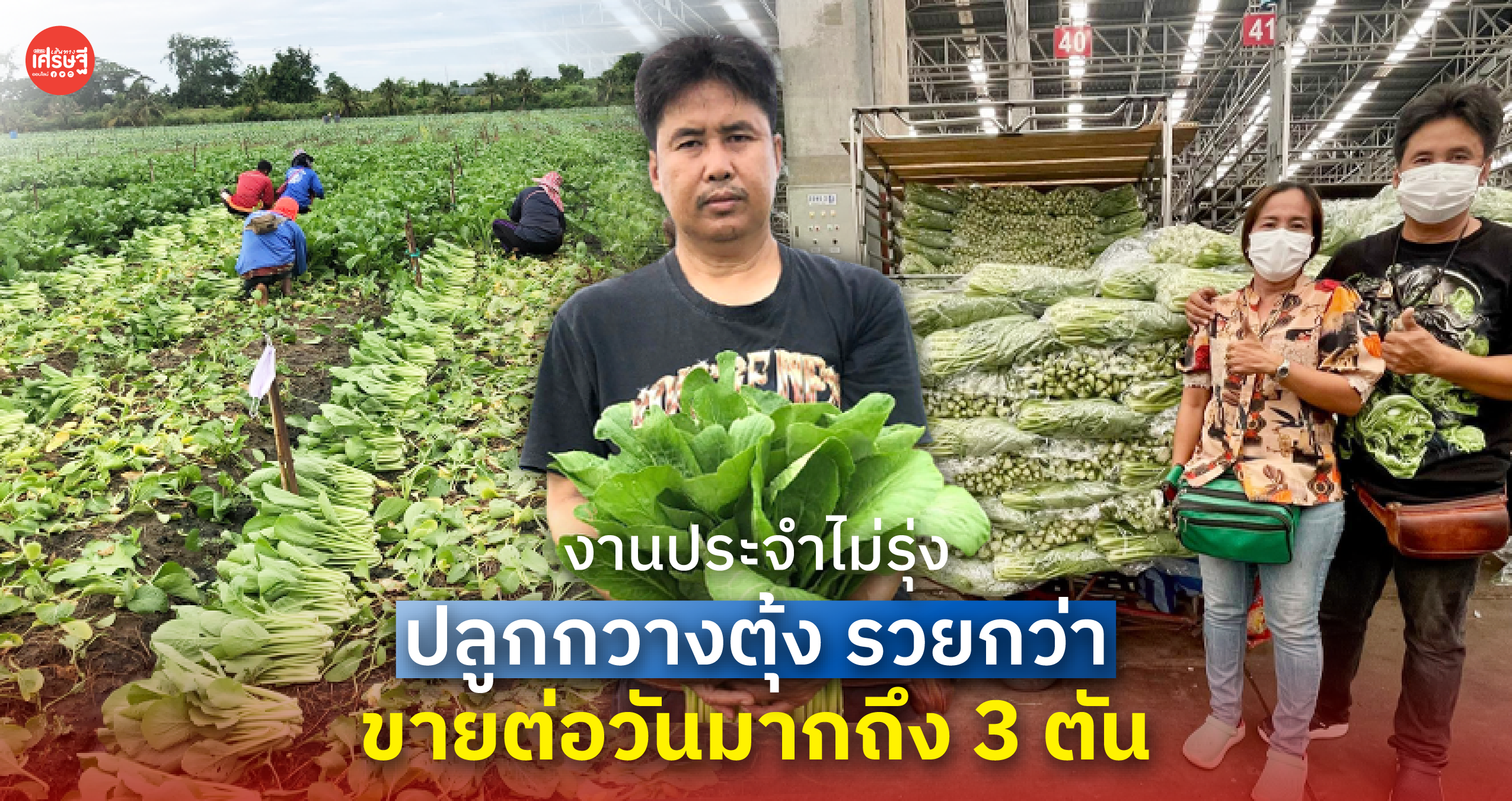 งานประจำไม่รุ่ง ปลูกกวางตุ้ง รวยกว่า ขายต่อวันมากถึง 3 ตัน