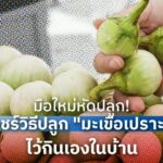 มือใหม่หัดปลูก! แชร์วิธีปลูก "มะเขือเปราะ" ไว้กินเองในบ้าน