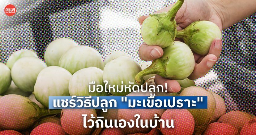 มือใหม่หัดปลูก! แชร์วิธีปลูก "มะเขือเปราะ" ไว้กินเองในบ้าน