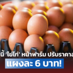 วันนี้ ‘ไข่ไก่’ หน้าฟาร์ม ปรับราคาลดลง แผงละ 6 บาท!
