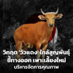 วัวแดง ใกล้สูญพันธุ์ ชี้ทางออก เพาะเลี้ยงใหม่ บริหารจัดการคุณภาพ