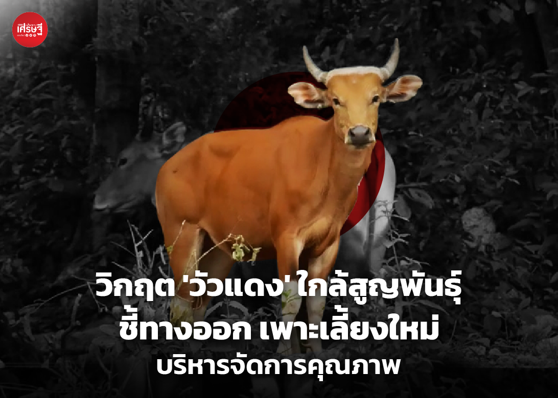 วัวแดง ใกล้สูญพันธุ์ ชี้ทางออก เพาะเลี้ยงใหม่ บริหารจัดการคุณภาพ