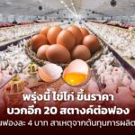 พรุ่งนี้ ไข่ไก่ ขึ้นราคา บวกอีก 20 สตางค์ต่อฟอง เป็นฟองละ 4 บาท