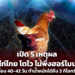 เปิด 5 เหตุผล ไก่ไทย โตไว ไม่พึ่งฮอร์โมน เลี้ยง 40-42 วัน ทำน้ำหนักได้ถึง 3 กิโลกรัม 