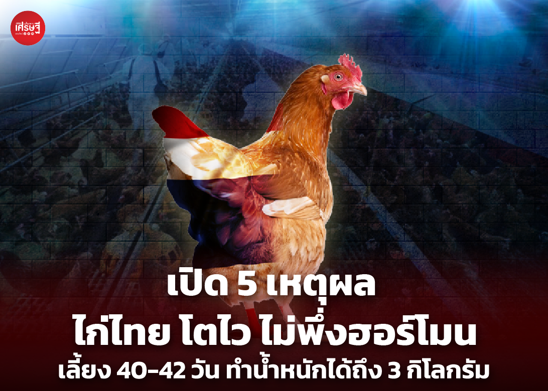 เปิด 5 เหตุผล ไก่ไทย โตไว ไม่พึ่งฮอร์โมน เลี้ยง 40-42 วัน ทำน้ำหนักได้ถึง 3 กิโลกรัม 