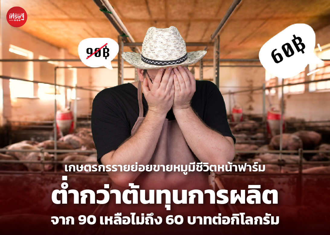 เกษตรกรรายย่อย ขายหมูมีชีวิตหน้าฟาร์ม ต่ำกว่าต้นทุนการผลิต จาก 90 เหลือไม่ถึง 60 บาทต่อกิโลกรัม