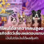 ราศีไหนได้ลาภจากคนสูงอายุ ธุรกิจสัตว์เลี้ยงผลตอบแทนดี เงินไปต่อเงินได้ผลคุ้มค่า