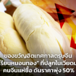 ของขวัญฮิตเทศกาลตรุษจีน “ทุเรียนหมอนทอง” ที่ปลูกในเวียดนาม คนจีนแห่ซื้อ ดันราคาพุ่ง 50%