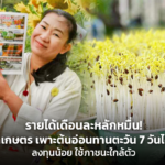 รายได้เดือนละหลักหมื่น! ครูทำเกษตร เพาะต้นอ่อนทานตะวัน 7 วันได้เงิน ลงทุนน้อย ใช้ภาชนะใกล้ตัว
