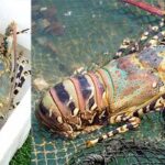 จ่อดัน "กุ้งมังกร 7 สีภูเก็ต" ขึ้นทะเบียน GI หนุนเป็นซอฟต์พาวเวอร์อาหารไทย