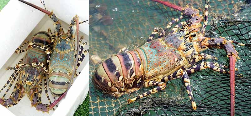 จ่อดัน "กุ้งมังกร 7 สีภูเก็ต" ขึ้นทะเบียน GI หนุนเป็นซอฟต์พาวเวอร์อาหารไทย
