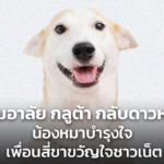 ร่วมอาลัย กลูต้า กลับดาวหมา น้องหมาบำรุงใจ เพื่อนสี่ขาขวัญใจชาวเน็ต