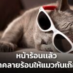 หน้าร้อนเเล้ว มาคลายร้อนให้แมวกันเถ๊อะ