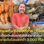 จากแพกุ้ง ต่อยอดขาย "กุ้งเผา" เปิดเคล็ดลับเผากุ้งให้สีสวย สุกทั่วตัว ขายดีเดือนละกว่า 3,000 กิโล