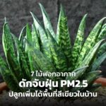 7 ไม้ฟอกอากาศ ดักจับฝุ่น PM2.5 ปลูกเพิ่มได้พื้นที่สีเขียวในบ้าน