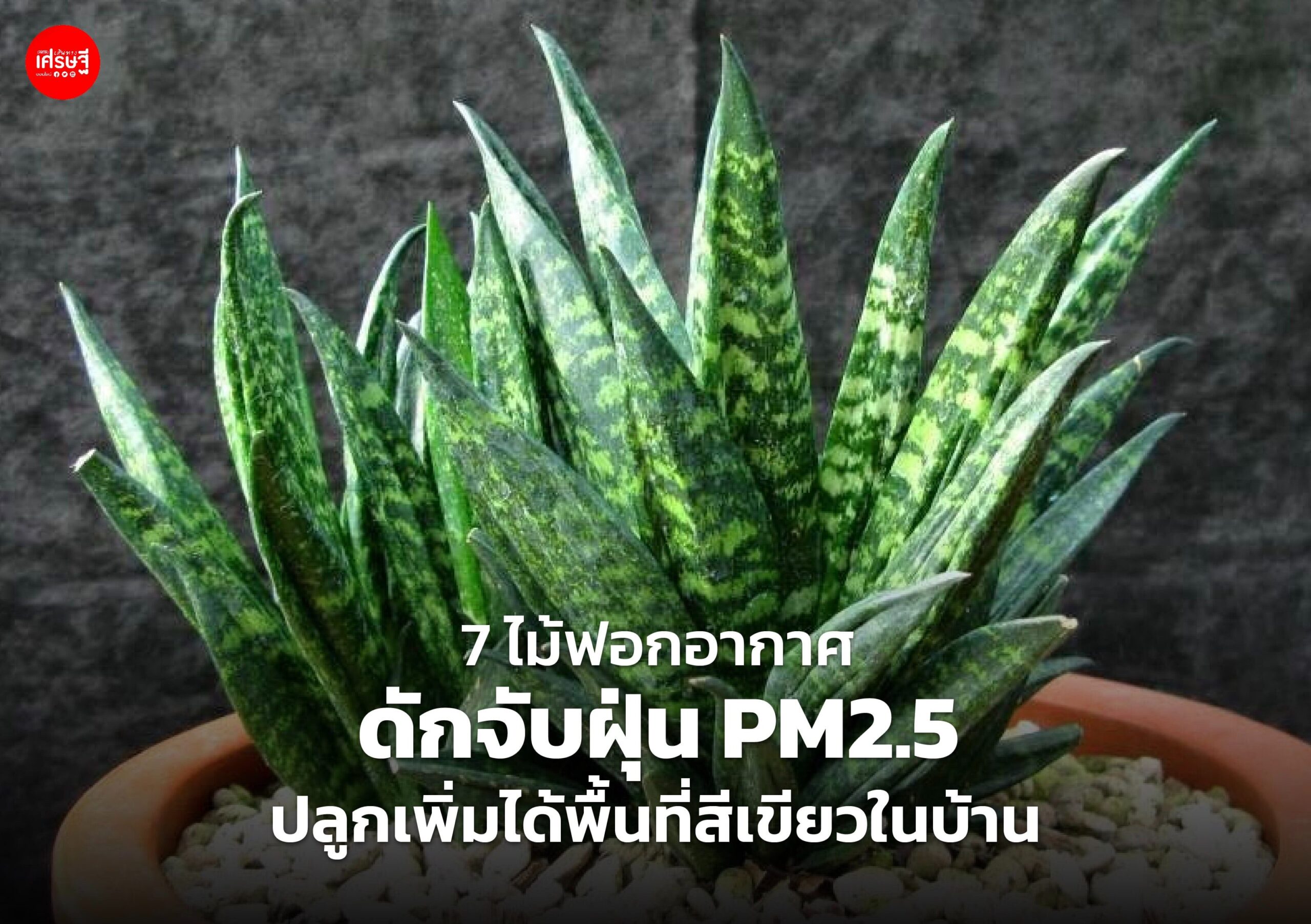 7 ไม้ฟอกอากาศ ดักจับฝุ่น PM2.5 ปลูกเพิ่มได้พื้นที่สีเขียวในบ้าน
