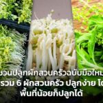 ชวนปลูกผักสวนครัวฉบับมือใหม่! มัดรวม 6 ผักสวนครัว ปลูกง่าย โตไว พื้นที่น้อยก็ปลูกได้