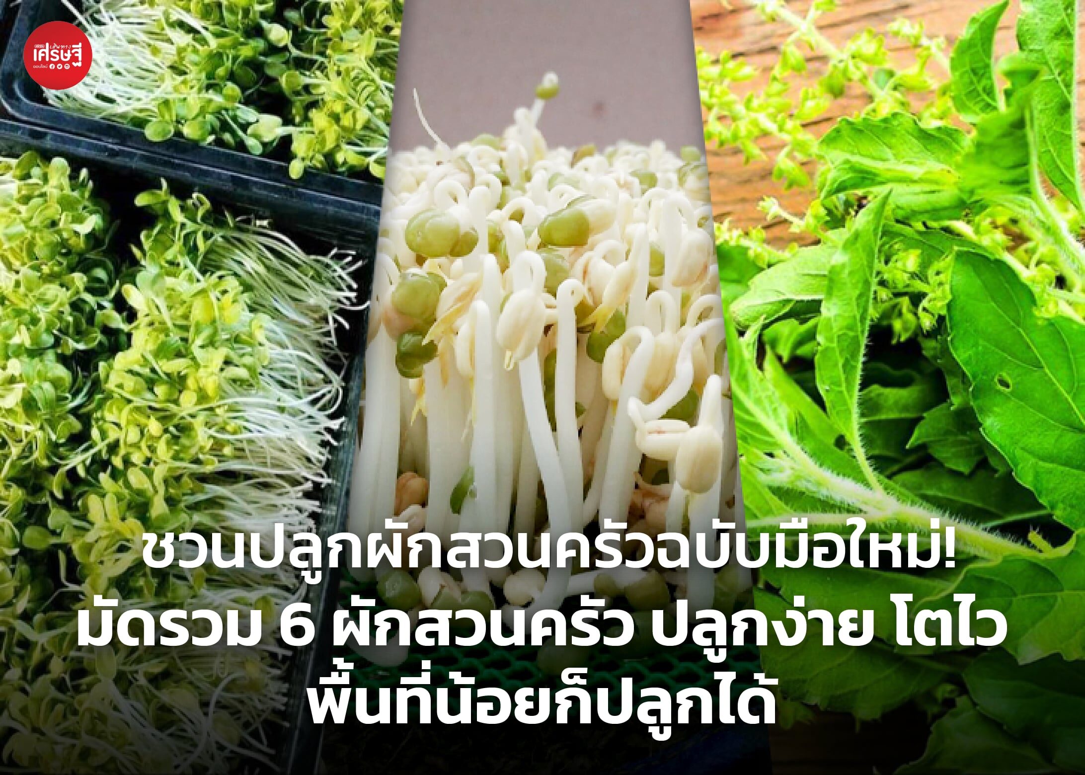 ชวนปลูกผักสวนครัวฉบับมือใหม่! มัดรวม 6 ผักสวนครัว ปลูกง่าย โตไว พื้นที่น้อยก็ปลูกได้