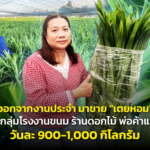 ออกจากงานประจำ มาขาย "เตยหอม" เจาะกลุ่มโรงงานขนม ร้านดอกไม้ พ่อค้าแม่ค้า วันละ 900-1,000 กิโลกรัม