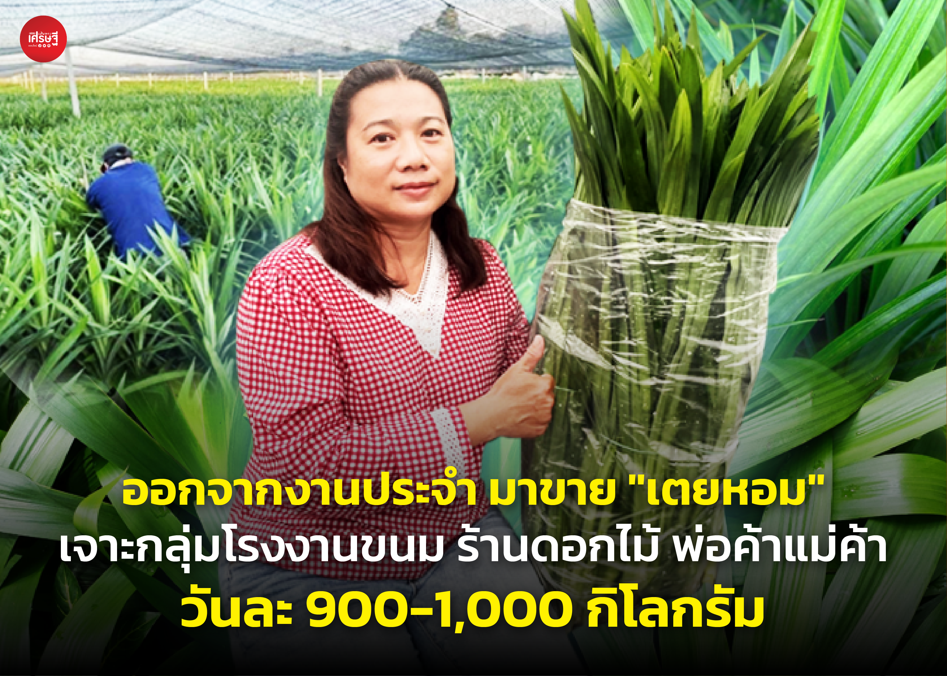 ออกจากงานประจำ มาขาย "เตยหอม" เจาะกลุ่มโรงงานขนม ร้านดอกไม้ พ่อค้าแม่ค้า วันละ 900-1,000 กิโลกรัม