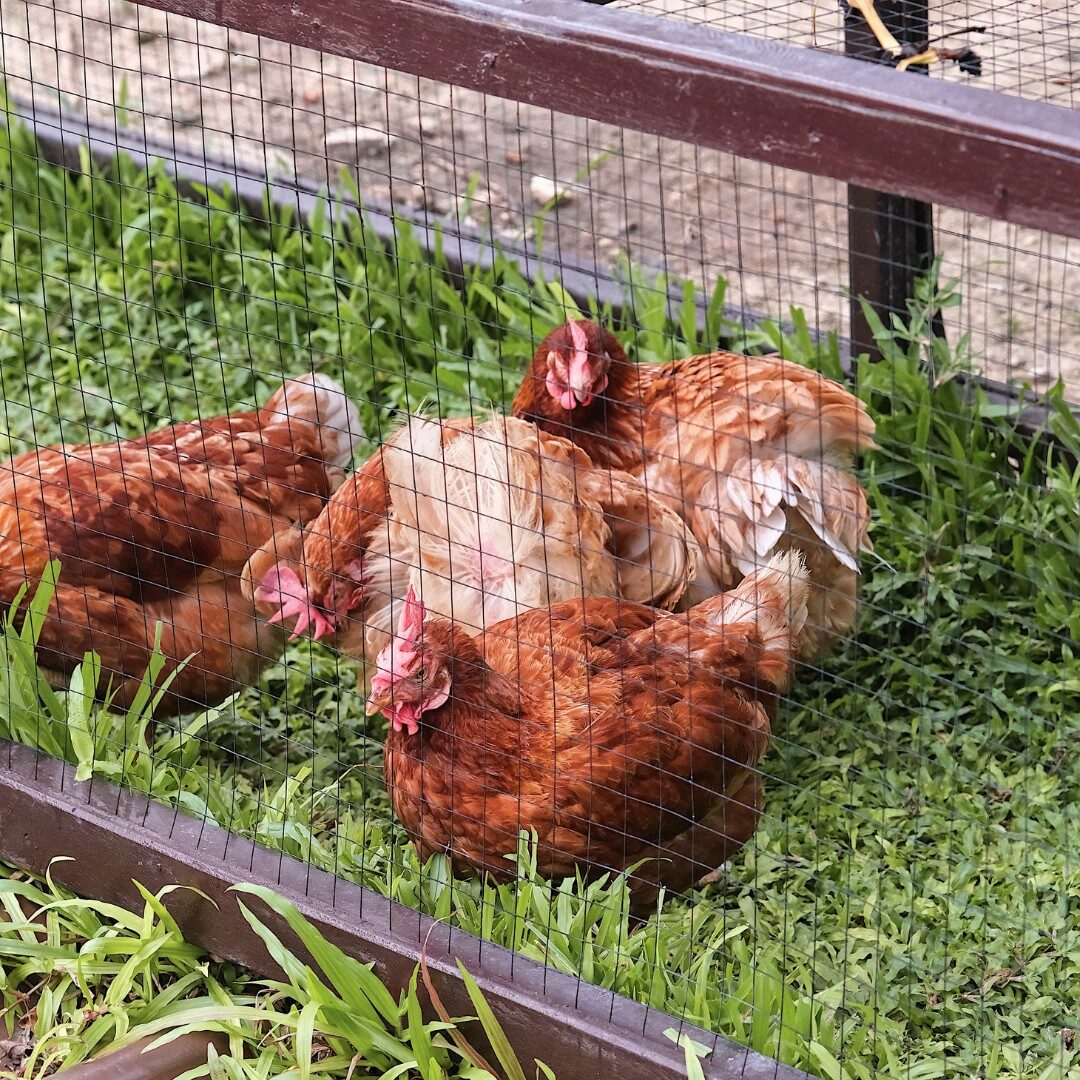 ไก่ในฟาร์ม