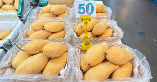 ตลาดสี่มุมเมือง รวมที่สุดของ “มะม่วงไทย” ครบทุกเกรด ขายส่งเริ่มต้นเพียงกิโลกรัมละ 3 บาท