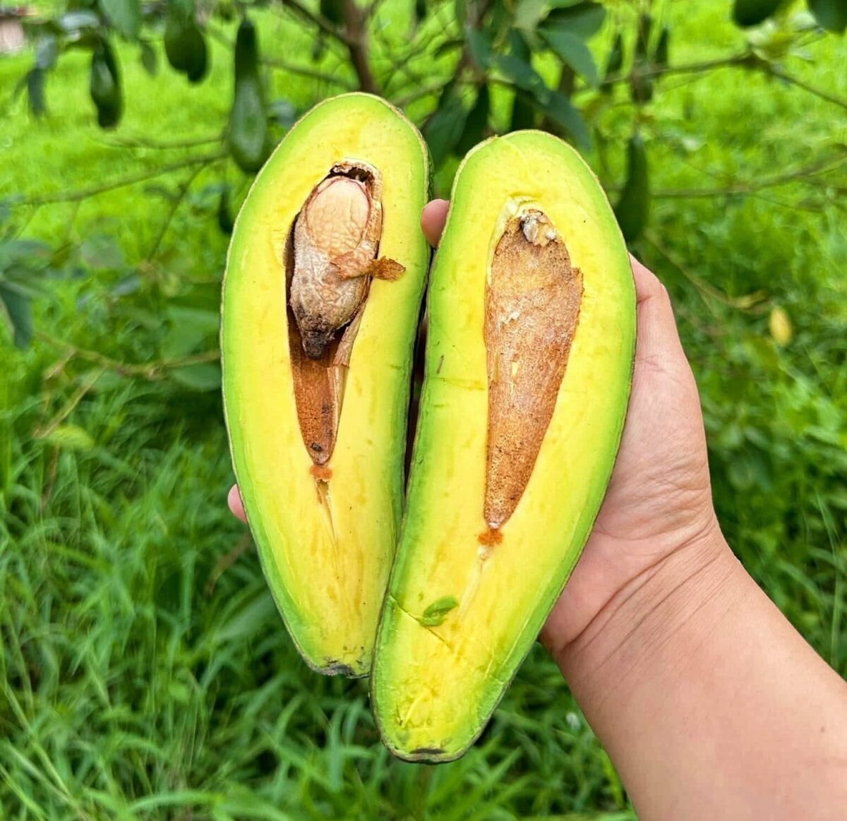 อะโวคาโด