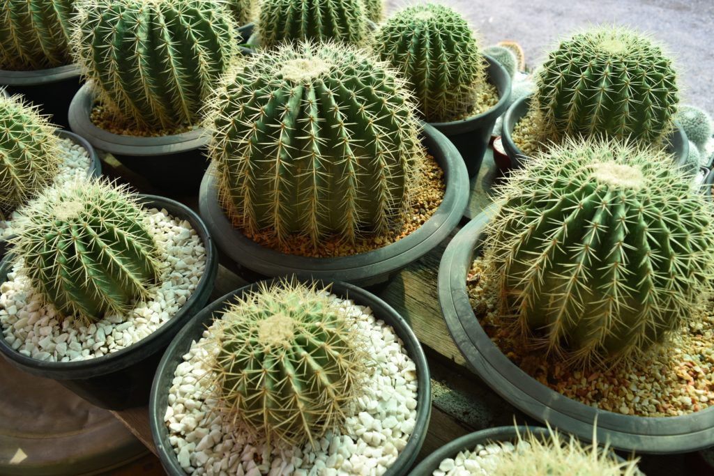 Xương rồng - Công nghệ làng