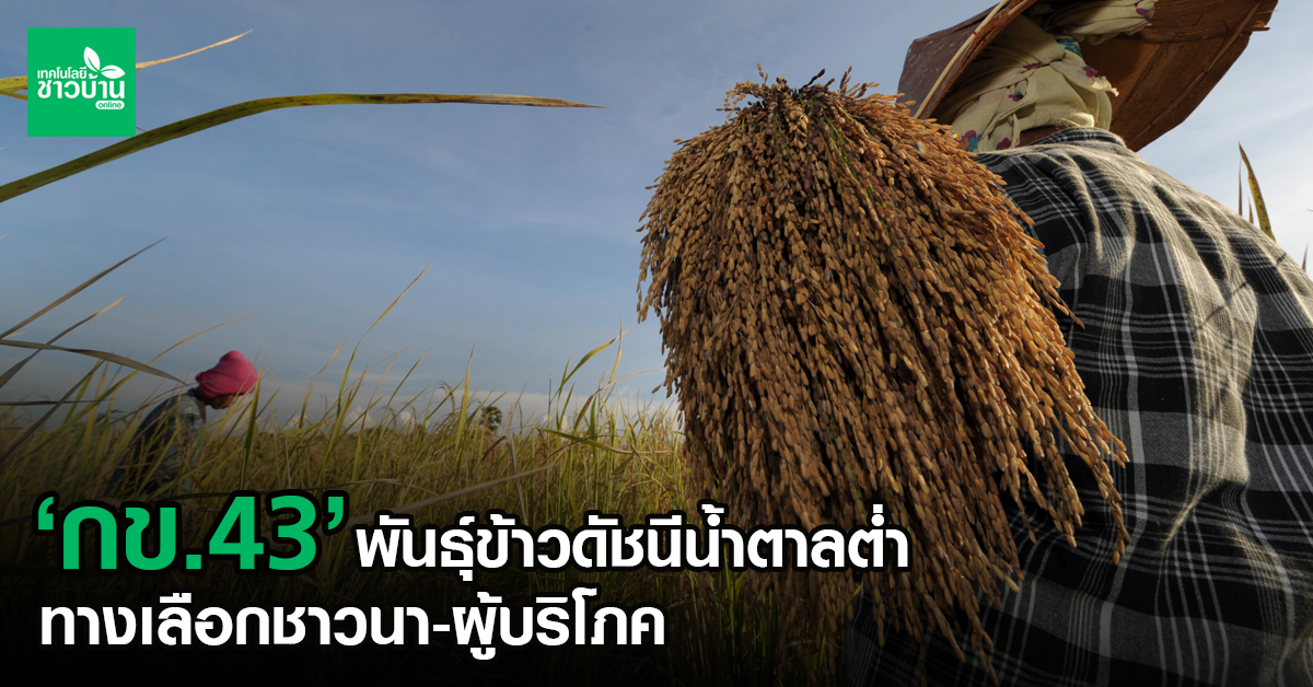 กข 43