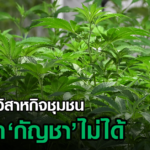 กัญชา