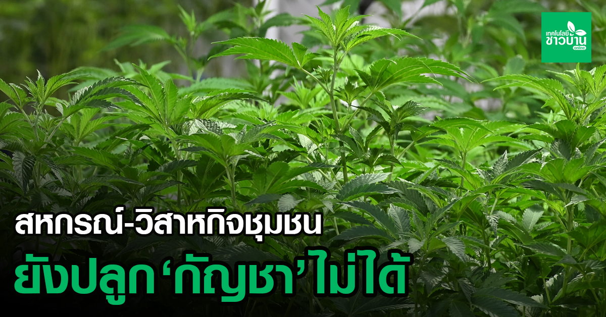 กัญชา