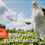 insect repellant herbs