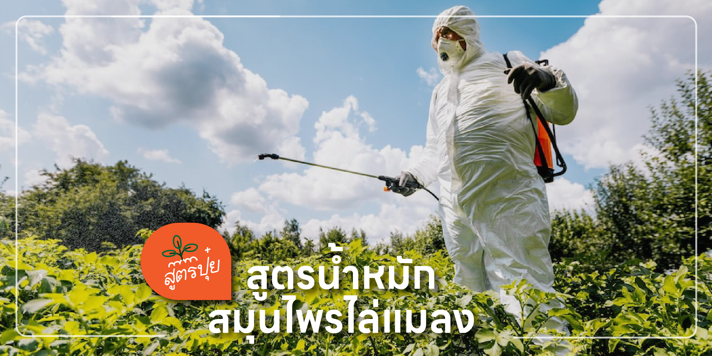 insect repellant herbs