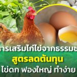 อาหารเสริมไก่ไข่จากธรรมชาติ สูตรลดต้นทุน ไข่ดก ฟองใหญ่ ทำง่าย