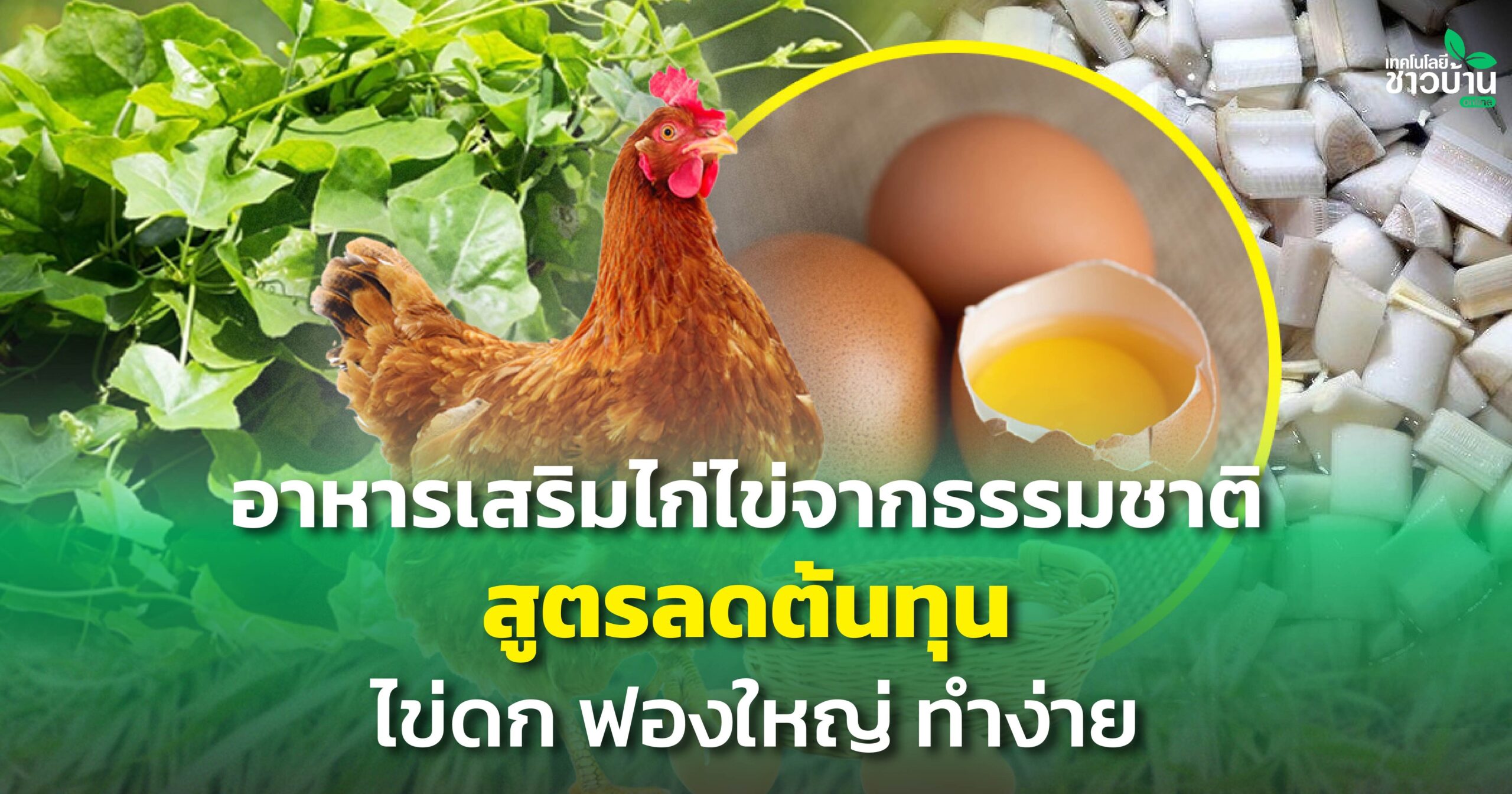 อาหารเสริมไก่ไข่จากธรรมชาติ สูตรลดต้นทุน ไข่ดก ฟองใหญ่ ทำง่าย