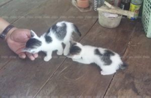 201607151325262-20041021180356