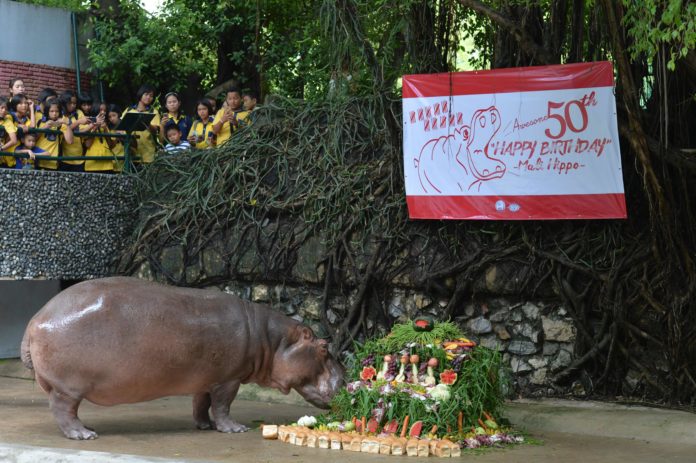 Female hippopotamus Mali feeds on a birthday cake made of vegetables and fruit during a party to celebrate his 50th birthday at the Dusit Zoo in Bangkok on September 23, 2016. / AFP PHOTO / MUNIR UZ ZAMAN