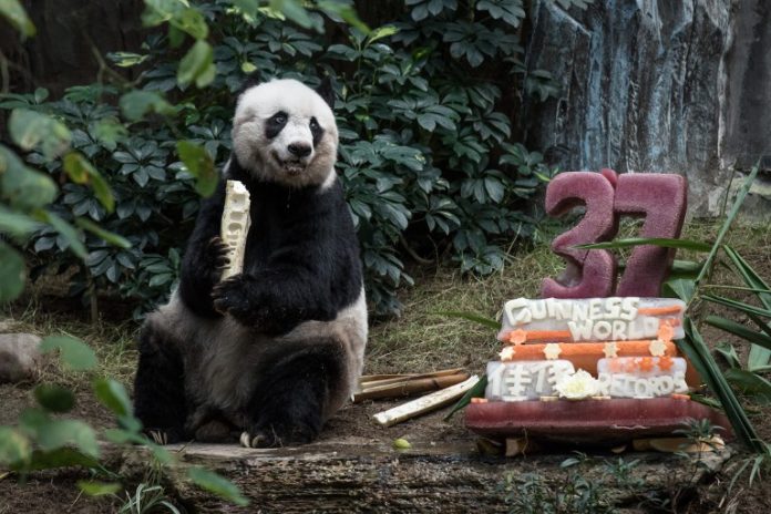 (FILES) In this file photograph taken on July 28, 2015, giant panda Jia Jia eats a bamboo stick next to her cake made of ice and fruit juice to mark her 37th birthday at an amusement park in Hong Kong, making her the oldest giant panda ever kept in captivity, ageing to the equivalent of more than 100 in human terms. Jia Jia died on October 16, 2016, aged 38. / AFP PHOTO / PHILIPPE LOPEZ