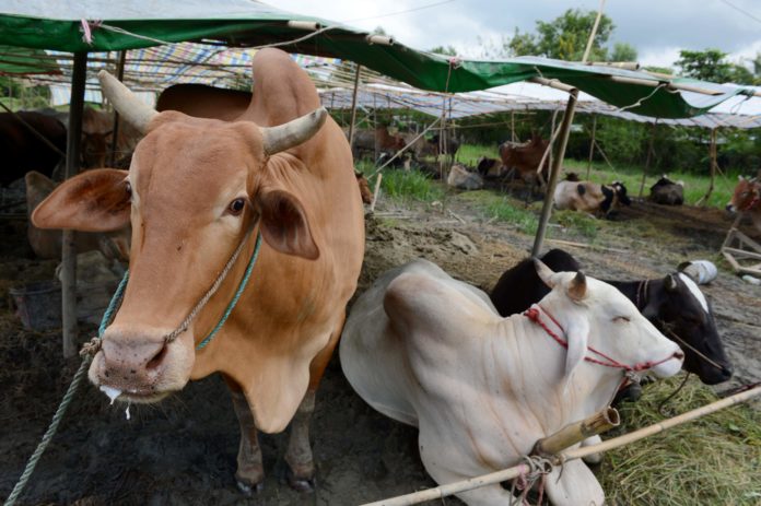 Nearly 100 seized cows intended for the Islamic religious celebration of Eid al Adha are kept in a football field while three detained Muslim men attend trial in Shwe Pyi Thar township in the outskirts of Yangon on October 10, 2016. Three Muslim men, including Myo Myint, went on trial in Myanmar on October 10 for illegally importing nearly 100 cows that have spent the last month under police protection, in a case Islamic leaders say targets their religion. / AFP PHOTO / ROMEO GACAD