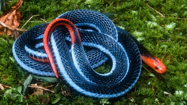 coralsnakesm