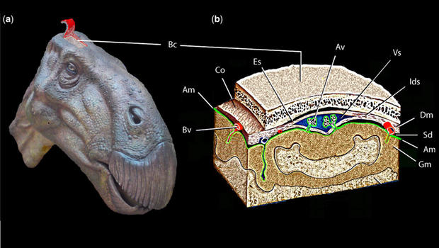 dinosaur-brain