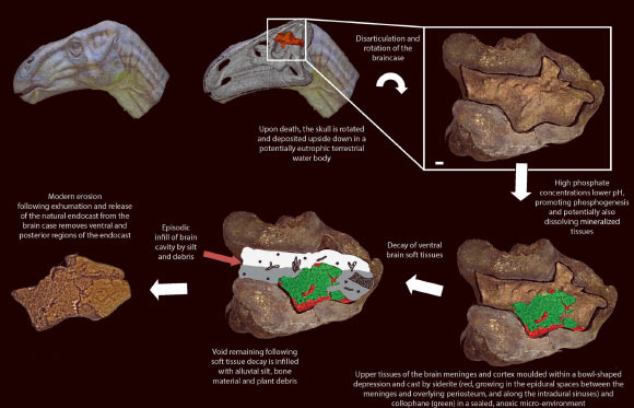 image_4315_2-dinosaur-brain