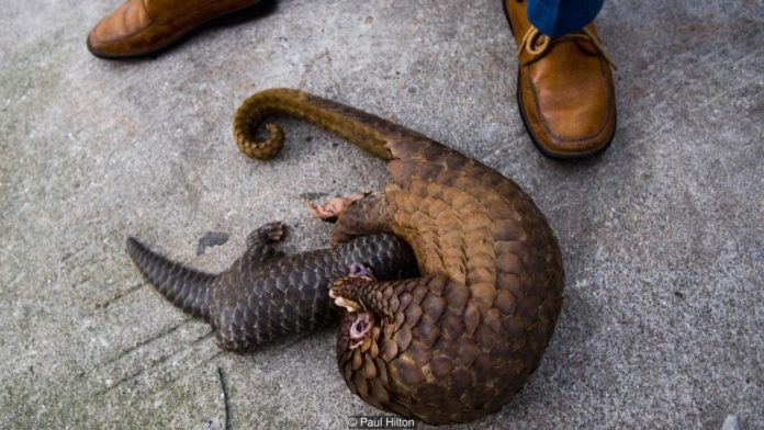 พ่อค้าชาวจีนอวดตัวนิ่มหน้าร้านในพม่า (Credit: Paul Hilton)