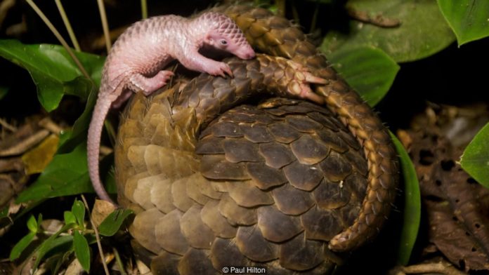 ลูกตัวนิ่มเกาะติดแม่ของมัน หลังถูกนำมาปล่อยในป่า (Credit: Paul Hilton)