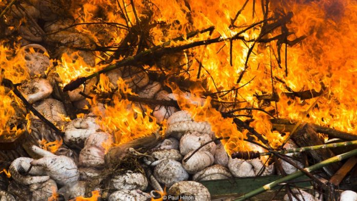  ตัวนิ่มกว่า 4,000 ตัวที่ถูกยึดถูกเผาในที่สุด ที่สุมาตรา อินโดนีเซีย (Credit: Paul Hilton)