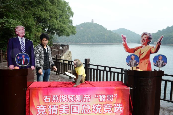 A man holds a monkey sitting between cardboard cutouts of US Presidential candidates Donald Trump and Hillary Clinton before making a selection intended to predict the result of the US election, at a park in Changsha, in China's Hunan province on November 3, 2016. The monkey chose Republican candidate Donald Trump. / AFP PHOTO / STR / China OUT