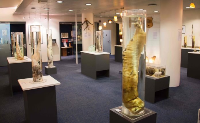 A general view taken on October 27, 2016 inside the Icelandic Phallological Museum in Reykjavik. Inside the museum's large illuminated rooms, there are penises and penile parts of all shapes and sizes from a huge array of mammals, from whales to bears, seals to cats, and even mice. / AFP PHOTO / Halldor KOLBEINS