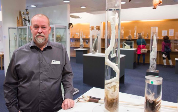The curator, Hjortur Sigurdsson, is pictured on October 27, 2016 at the Icelandic Phallological Museum in Reykjavik. Inside the museum's large illuminated rooms, there are penises and penile parts of all shapes and sizes from a huge array of mammals, from whales to bears, seals to cats, and even mice. / AFP PHOTO / Halldor KOLBEINS