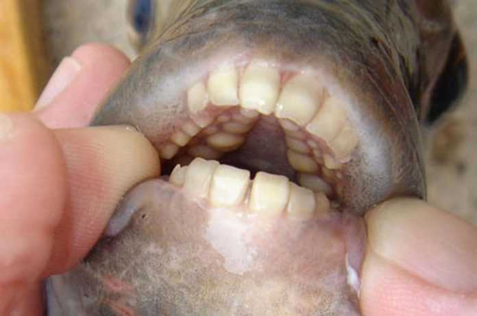 scary-animal-mouths-pacu-fi