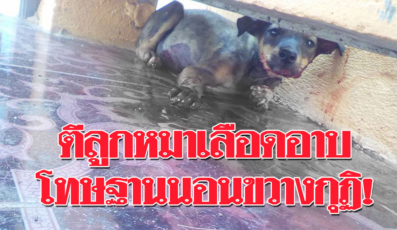 แชร์ว่อน เจ้าคณะตำบลตีหมาเลือดนองสุดเวทนา โทษฐานนอนขวางทางขึ้นกุฏิ ... แชร์ว่อน เจ้าคณะตำบลตีหมาเลือดนองสุดเวทนา โทษฐานนอนขวางทางขึ้นกุฏิ ...
